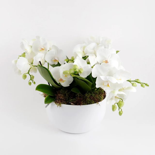 Phalaenopsis Trio Harmony