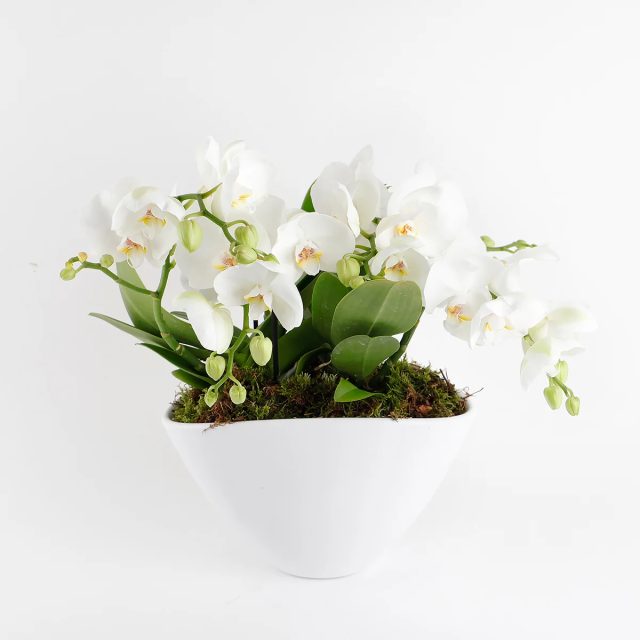 Phalaenopsis Duo Harmony