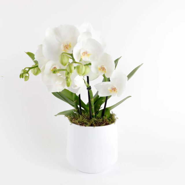 Classic Phalaenopsis Harmony